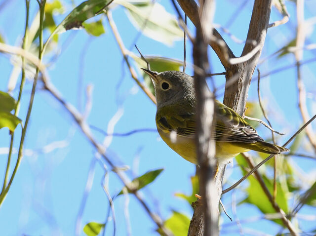 Nashville Warbler