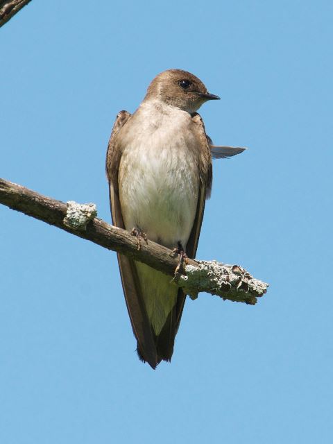 Northern Rough-winged Swallow