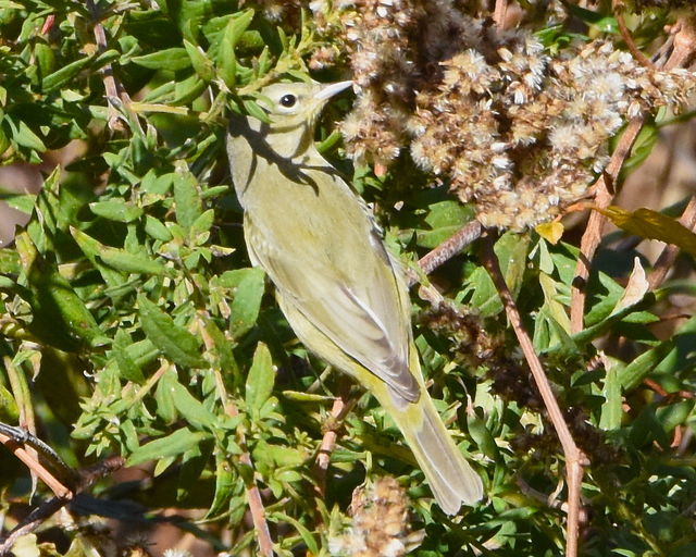 Orange-crowned Warbler