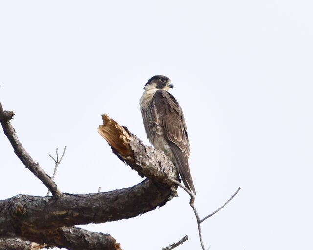 Peregrine Falcon