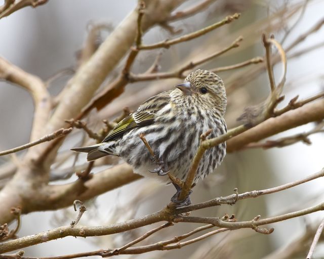 Pine Siskin