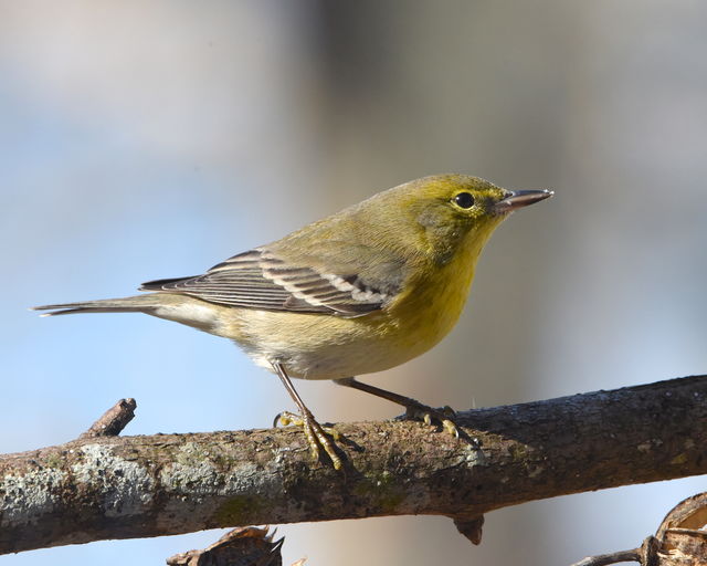 Pine Warbler