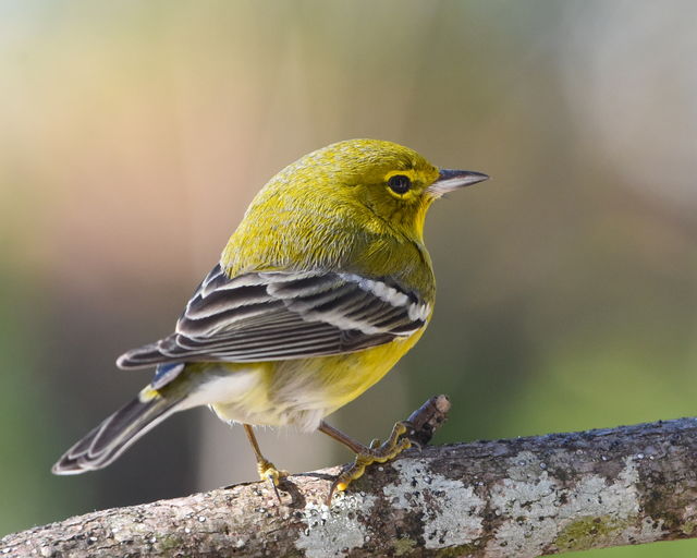 Pine Warbler