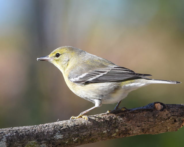 Pine Warbler