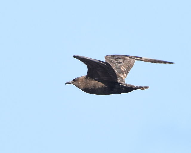 Pomarine Jaeger