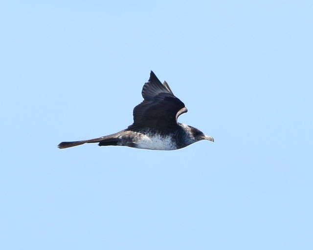 Pomarine Jaeger