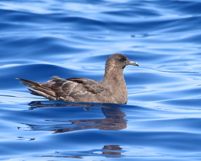 Pomarine Jaeger