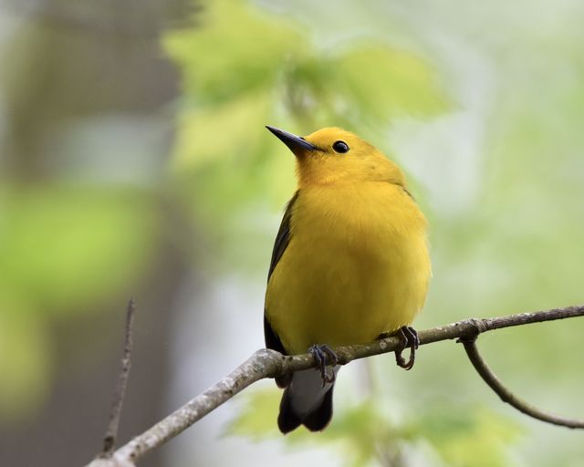 Prothonotary Warbler