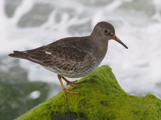 Purple Sandpiper