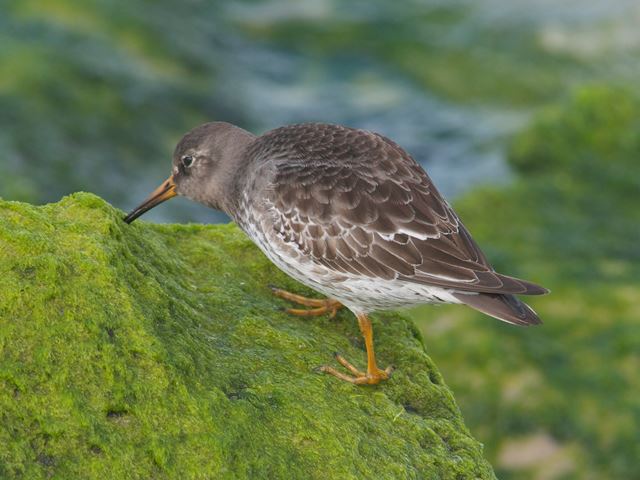 Purple Sandpiper