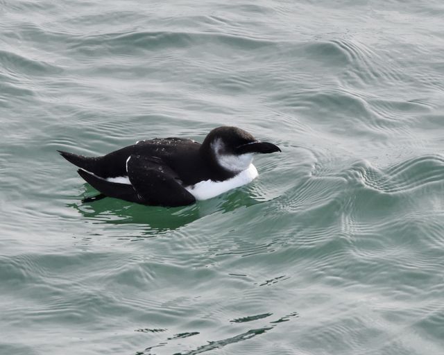 Razorbill