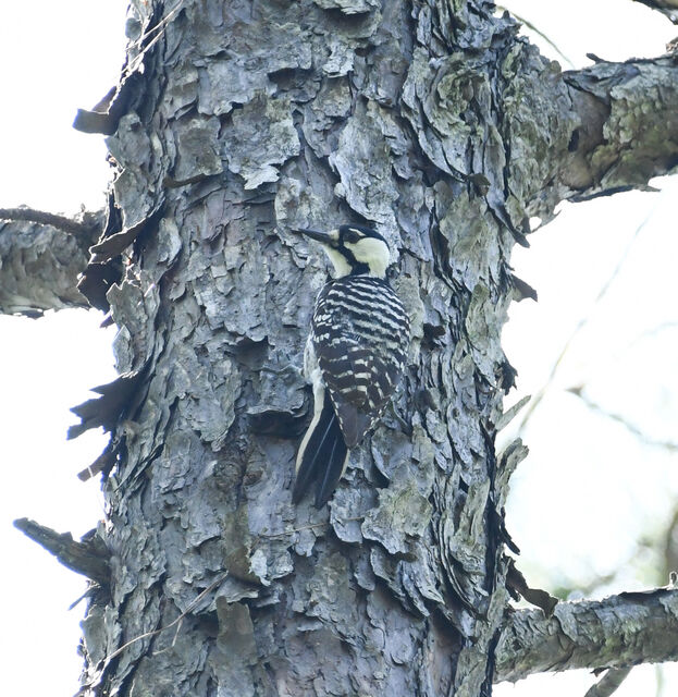 Red-cockaded Woodpecker