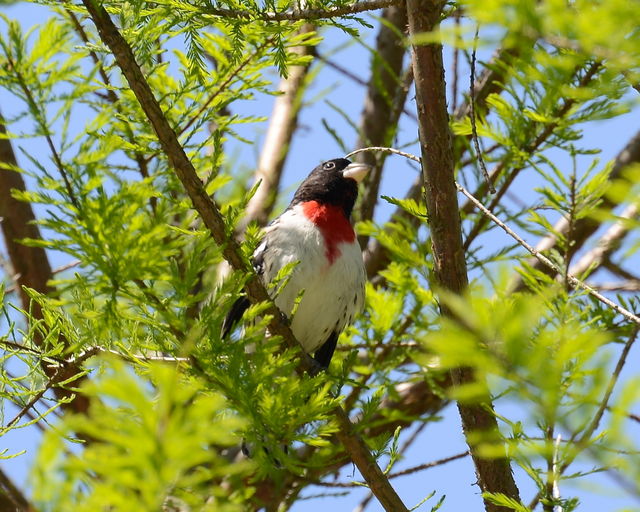 Rose-breasted Grosbeak