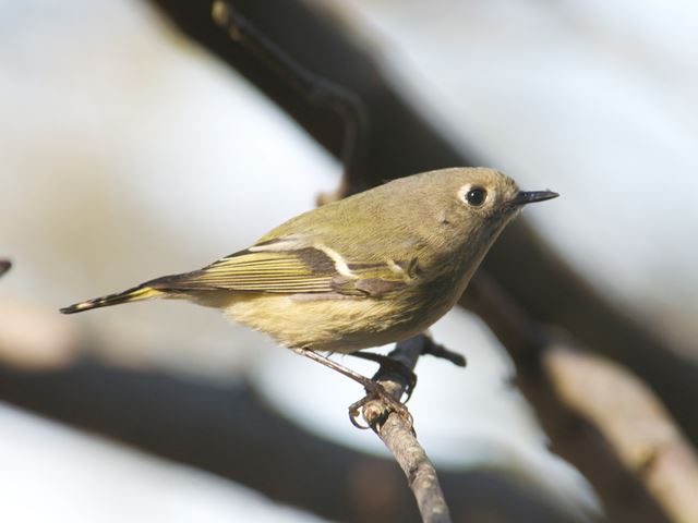 Ruby-crowned Kinglet