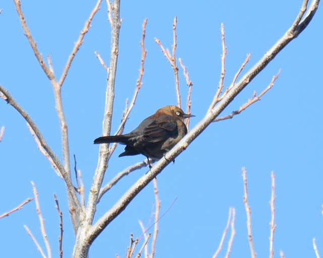 Rusty Blackbird