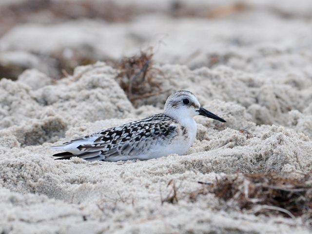 Sanderling