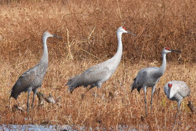 Sandhill Crane