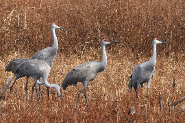 Sandhill Crane