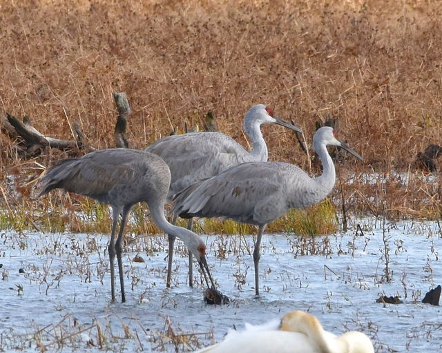 Sandhill Crane