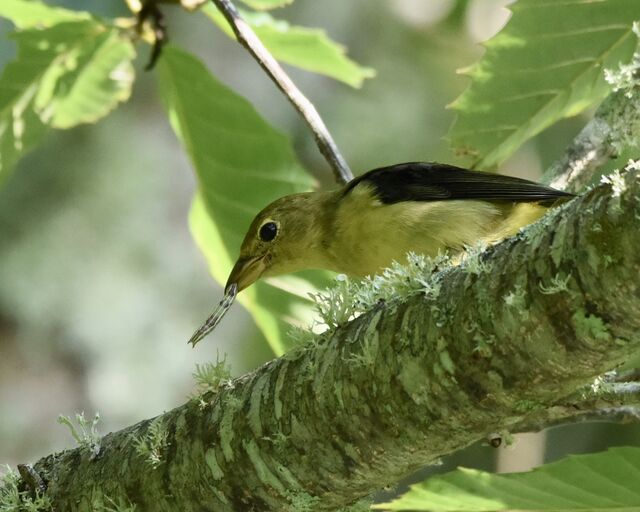 Scarlet Tanager