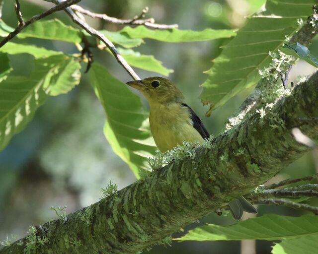 Scarlet Tanager