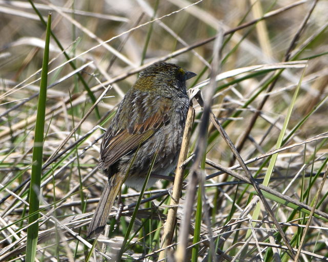 Seaside Sparrow