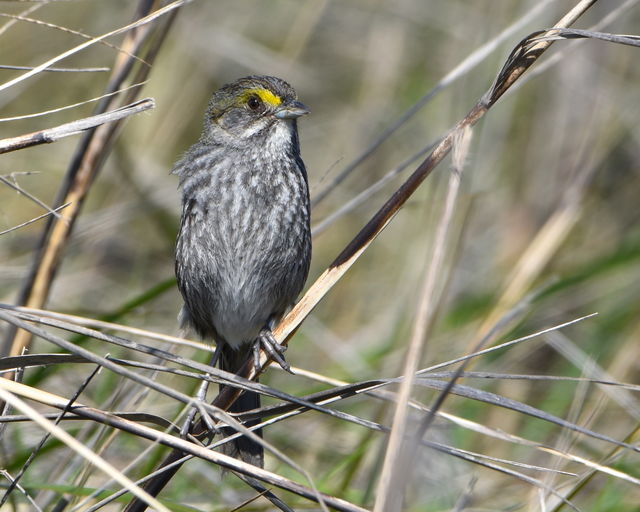 Seaside Sparrow