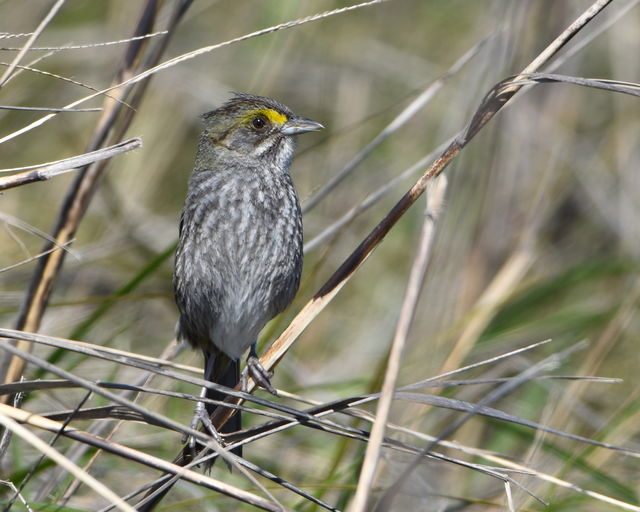 Seaside Sparrow