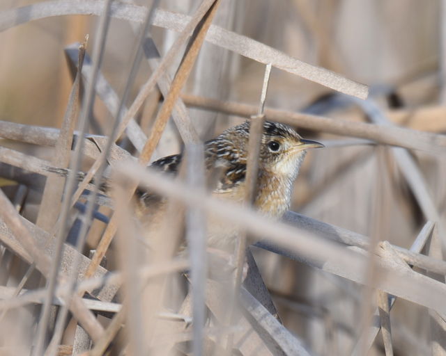 Sedge Wren