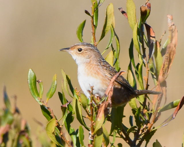 Sedge Wren