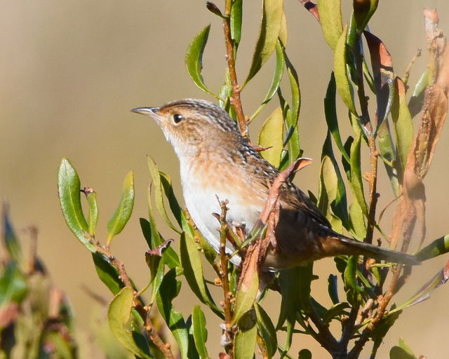 Sedge Wren