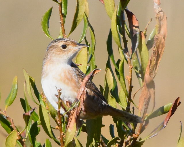 Sedge Wren