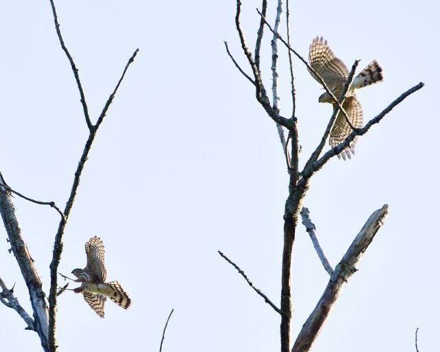 Sharp-shinned Hawk