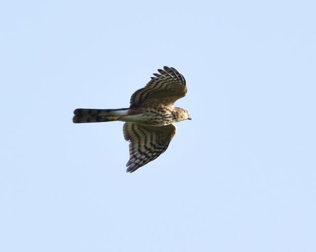 Sharp-shinned Hawk