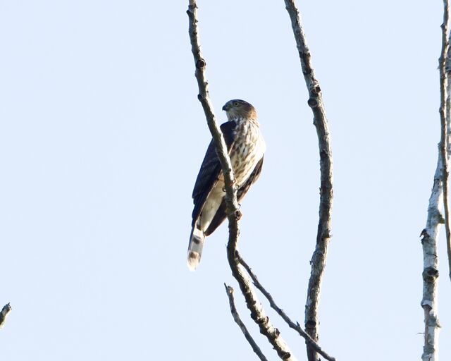 Sharp-shinned Hawk