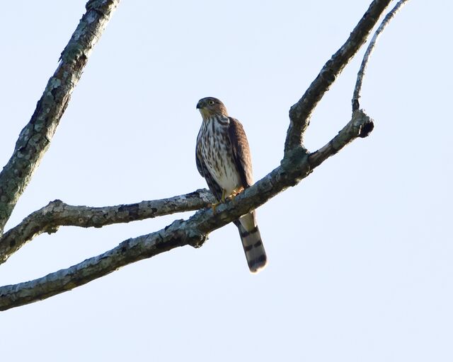 Sharp-shinned Hawk