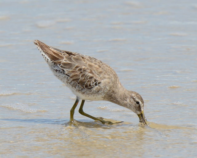 Short-billed Dowitcher