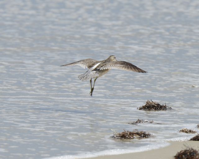 Short-billed Dowitcher