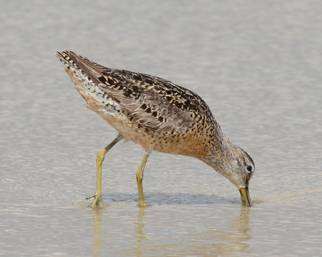 Short-billed Dowitcher