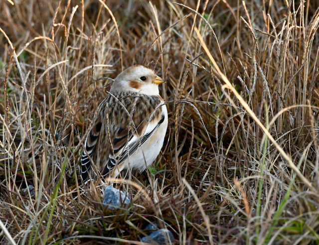 Snow Bunting