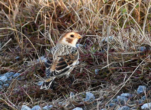 Snow Bunting