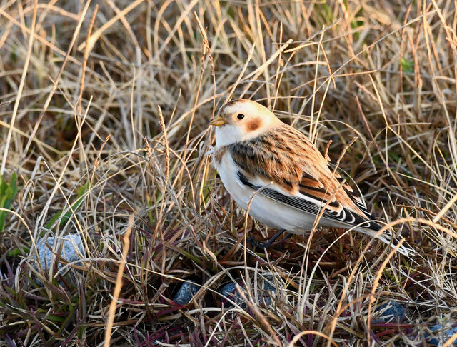 Snow Bunting