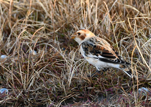 Snow Bunting