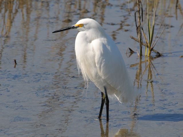 Snowy Egret