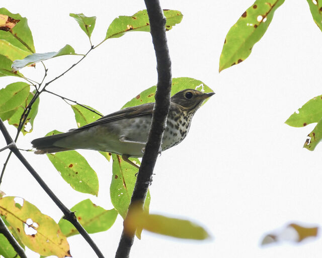 Swainson's Thrush