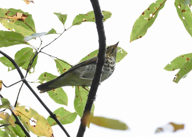 Swainson's Thrush