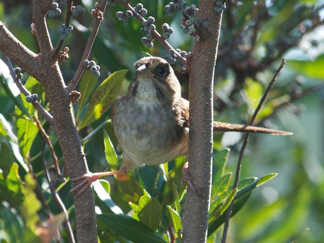 Swamp Sparrow