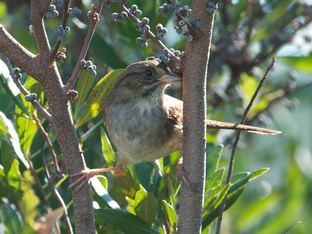 Swamp Sparrow