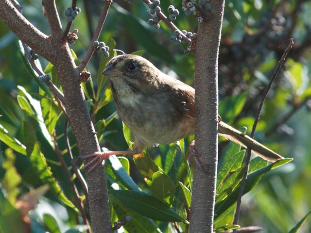 Swamp Sparrow