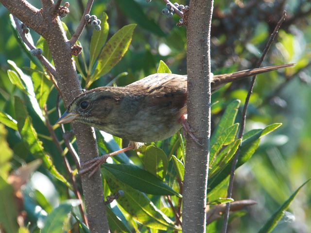 Swamp Sparrow